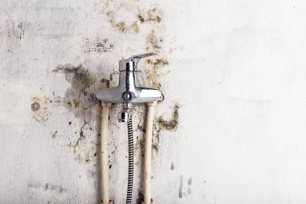 Best Post-Flood Mold Remediation in Red Lake Falls, MN