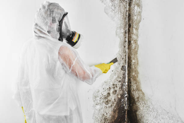 Best Residential Mold Remediation in Red Lake Falls, MN