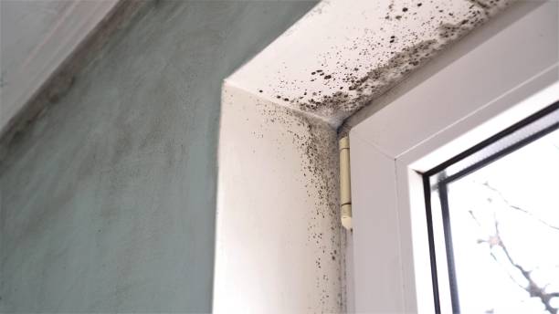 Best Post-Remediation Services in Red Lake Falls, MN