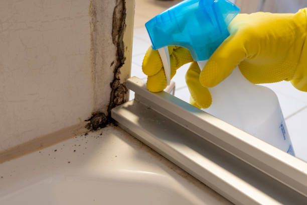 Best Attic Mold Remediation in Red Lake Falls, MN