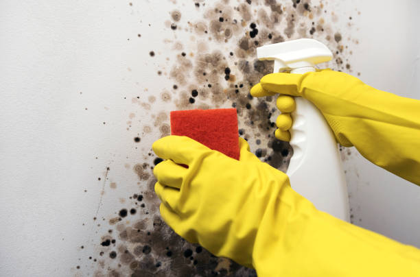 Best Basement Mold Remediation in Red Lake Falls, MN
