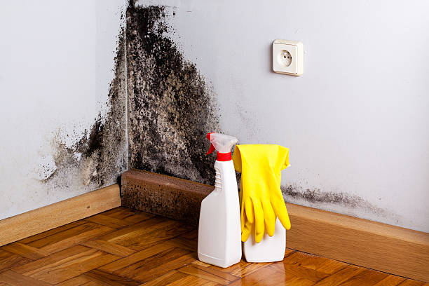 Best Mold Remediation for Specific Building Types in Red Lake Falls, MN