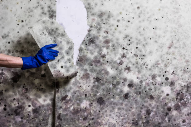 Best Health and Safety Mold Remediation in Red Lake Falls, MN