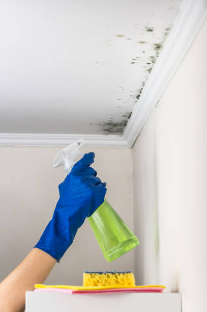 Best Mold Testing and Inspection Services in Red Lake Falls, MN