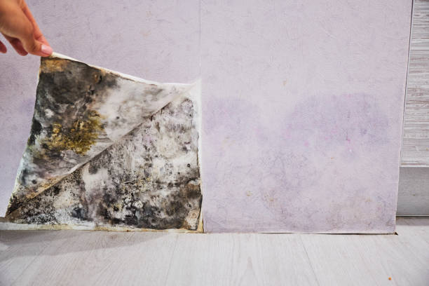 Best Black Mold Remediation in Red Lake Falls, MN